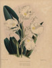 Fragrant Trichopilia Orchid With White Andà Poster Print By ® Florilegius / Mary Evans - Item # VARMEL10936800