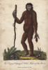 The Orang Utan Or Wild Man Of The Woods - Item # VARMEL10941217