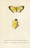 Clouded Sulphur Butterfly  Colias Philodice Poster Print By ® Florilegius / Mary Evans - Item # VARMEL10937812