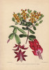 Yellow Gastrolobium Ovalifolium  Scarlet Epiphyllumà Poster Print By ® Florilegius / Mary Evans - Item # VARMEL10936924