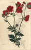 Scarlet Flowered Avens  Geum Coccineum Poster Print By ® Florilegius / Mary Evans - Item # VARMEL10939394