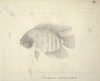 Heros Severus  Severum Poster Print By Mary Evans / Natural History Museum - Item # VARMEL10987523