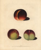Peach Varieties  Prunus Persica Poster Print By ® Florilegius / Mary Evans - Item # VARMEL10935685