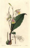 Slender Bletia Orchid  Bletia Gracilis Poster Print By ® Florilegius / Mary Evans - Item # VARMEL10935212