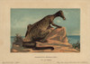 Hadrosaur  Extinct Genus Of Ground Dwellingà Poster Print By ® Florilegius / Mary Evans - Item # VARMEL10937758