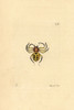 Golden Spider  Aranea Nobilis  Sumatra Poster Print By ® Florilegius / Mary Evans - Item # VARMEL10940462