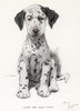 Dalmatian Puppy Poster Print By Mary Evans Picture Library - Item # VARMEL10178456