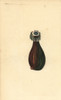 Sea Squirt  Clavelina Fasciculata Poster Print By ® Florilegius / Mary Evans - Item # VARMEL10940338