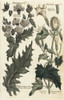 Henbane  Hyosicamus Niger  And Thorn Appleà Poster Print By ® Florilegius / Mary Evans - Item # VARMEL10935979