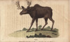 Elk Or Wapiti  Cervus Canadensis Poster Print By ® Florilegius / Mary Evans - Item # VARMEL10941030