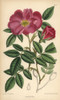 Rosa Incarnata  Carnation Rose  Native To France Poster Print By ® Florilegius / Mary Evans - Item # VARMEL10935110