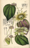Passiflora Hahnii  Yellow Passionflower Native To Mexico Poster Print By ® Florilegius / Mary Evans - Item # VARMEL10935127