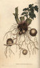 Roots And Tubers Of The Potato Plant Solanum Tuberosum Poster Print By ® Florilegius / Mary Evans - Item # VARMEL10936062