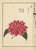 Pink And Scarlet Camellia  Oharichiri  Theaà Poster Print By ® Florilegius / Mary Evans - Item # VARMEL10938639