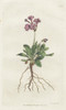 Silver-Edged Primula  Primula Marginata Poster Print By ® Florilegius / Mary Evans - Item # VARMEL10934866