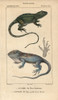 Jacky Lashtail  Amphibolurus Muricatus  Andà Poster Print By ® Florilegius / Mary Evans - Item # VARMEL10938461