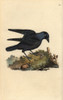 Jackdaw  Corvus Monedula  With Worm Poster Print By ® Florilegius / Mary Evans - Item # VARMEL10936247
