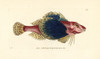 Bluewing Searobin  Prionotus Punctatus Poster Print By ® Florilegius / Mary Evans - Item # VARMEL10940654 Bluewing Searobin  Prionotus Punctatus Poster Print By ® Florilegius / Mary Evans - Item # VARMEL10940654