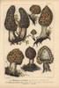 Morel Mushrooms: Morchella Lutescens  Morchellaà Poster Print By ® Florilegius / Mary Evans - Item # VARMEL10939327