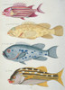 Colourful Illustration Of Four Fish Poster Print By Mary Evans / Natural History Museum - Item # VARMEL10708241