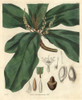 Broad Downy-Leaved Terminalia Or Tropical Almond Tree  Poster Print By ® Florilegius / Mary Evans - Item # VARMEL10934959