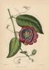 Winged-Stem Passion Flower With Crimson  Purpleà Poster Print By ® Florilegius / Mary Evans - Item # VARMEL10936921