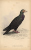 Turkish Or Mawmet Pigeon  Columba Livia Varà Poster Print By ® Florilegius / Mary Evans - Item # VARMEL10938859