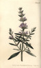 Hyssop  Hyssopus Officinalis Poster Print By ® Florilegius / Mary Evans - Item # VARMEL10936067