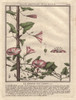 Field Bindweed  Convolvulus Arvensis Poster Print By ® Florilegius / Mary Evans - Item # VARMEL10935830