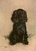 Cocker Spaniel Poster Print By Mary Evans Picture Library - Item # VARMEL10214524