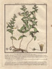 Common Hedgehyssop Or Herb Of Grace  Gratiola Officinalis Poster Print By ® Florilegius / Mary Evans - Item # VARMEL10935801