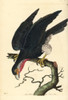 Red-Throated Caracara  Ibycter Americanus Poster Print By ® Florilegius / Mary Evans - Item # VARMEL10940701