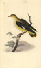 Golden Oriole  Oriolus Oriolus Poster Print By ® Florilegius / Mary Evans - Item # VARMEL10936318