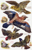 Birds On The Wing Cut Out Poster Print By Mary Evans Picture Library/Peter & Dawn Cope Collection - Item # VARMEL11066193