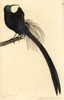 Superb Promerops  Promerops Superbus Poster Print By ® Florilegius / Mary Evans - Item # VARMEL10940813