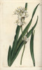 Snowy Mermaid  Libertia Chilensis Poster Print By ® Florilegius / Mary Evans - Item # VARMEL10940121