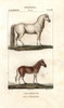 Horse  Equus Ferus Caballus  And Extinct Quaggaà Poster Print By ® Florilegius / Mary Evans - Item # VARMEL10936191