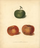 Apple Varieties  Malus Domestica Poster Print By ® Florilegius / Mary Evans - Item # VARMEL10935719