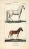 Horse  Equus Ferus Caballus  And Extinct Quaggaà Poster Print By ® Florilegius / Mary Evans - Item # VARMEL10939018