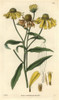 Autumnal Elecampane Or Sneezeweed  Helenium Autumnale Poster Print By ® Florilegius / Mary Evans - Item # VARMEL10934953