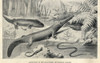 Amphibians Of The Permian Period Poster Print By ® Florilegius / Mary Evans - Item # VARMEL10936641
