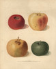 Apple Varieties  Malus Domestica Poster Print By ® Florilegius / Mary Evans - Item # VARMEL10935723