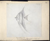 Pterophyllum Scalare Poster Print By Mary Evans / Natural History Museum - Item # VARMEL10987527