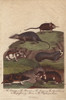 Lemming  Hamster  Songar Rat  Blind Mole-Ratà Poster Print By ® Florilegius / Mary Evans - Item # VARMEL10941209