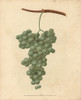 White Frontiniac Grape  Vitis Vinifera Poster Print By ® Florilegius / Mary Evans - Item # VARMEL10935699