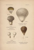 Devil'S Snuffbox  Lycoperdon Gemmatum  Andà Poster Print By ® Florilegius / Mary Evans - Item # VARMEL10936435