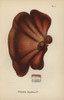 Oak Tongue  Fistulina Hepatica Poster Print By ® Florilegius / Mary Evans - Item # VARMEL10935597
