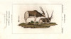 Screwhorn Antelope  Addax Nasomaculatus Criticallyà Poster Print By ® Florilegius / Mary Evans - Item # VARMEL10936166