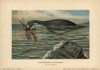 Plesiosaurus  Extinct Genus Of Marine Sauropterygianà Poster Print By ® Florilegius / Mary Evans - Item # VARMEL10937776