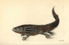 Mole Salamander Or Wooper Looper  Ambystomaà Poster Print By ® Florilegius / Mary Evans - Item # VARMEL10940469